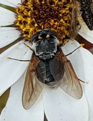 Corsomyza simplex