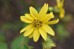 Hymenostephium quitensis