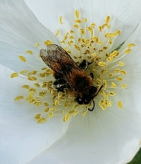 Andrena milwaukeensis