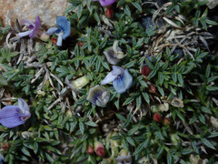 Astragalus kentrophyta