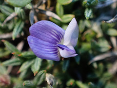 Astragalus kentrophyta
