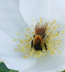 Andrena milwaukeensis