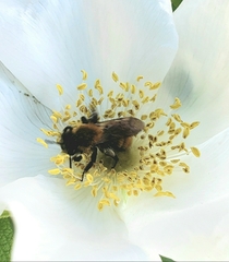 Andrena milwaukeensis