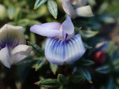 Astragalus kentrophyta