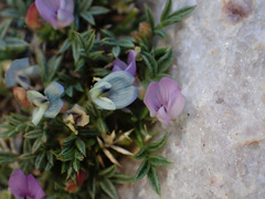 Astragalus kentrophyta