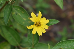 Hymenostephium quitensis