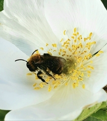 Andrena milwaukeensis