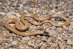 Western Black-Headed Snake photo 3