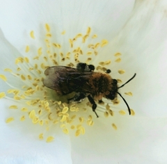 Andrena milwaukeensis