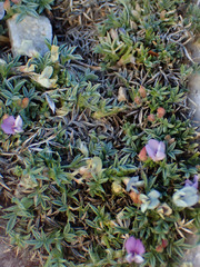 Astragalus kentrophyta