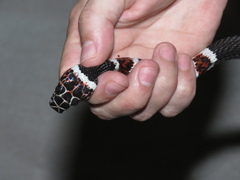 Rhinobothryum lentiginosum