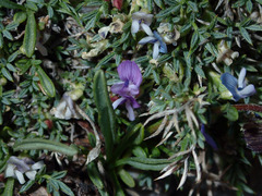 Astragalus kentrophyta