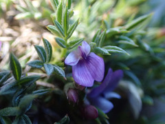 Astragalus kentrophyta