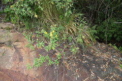 Hymenostephium quitensis