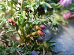 Astragalus kentrophyta
