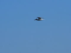 Thalasseus sandvicensis