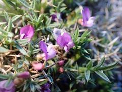 Astragalus kentrophyta