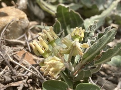 Asclepias prostrata