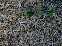 Astragalus kentrophyta