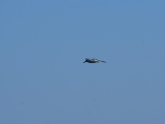 Thalasseus sandvicensis