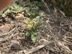 Asclepias prostrata