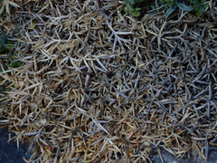 Astragalus kentrophyta