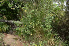 Hymenostephium quitensis