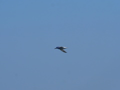 Thalasseus sandvicensis