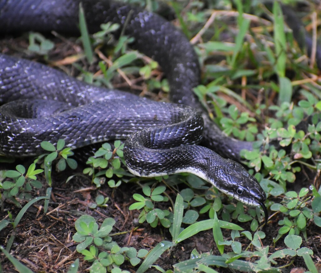 Eastern Ratsnake From Henrico County, VA, USA On June 24, 2022 At 09:23 ...