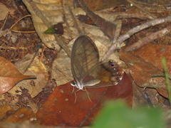 Haetera
