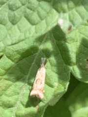 Microcrambus elegans