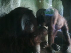 Pongo
