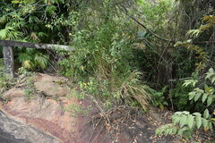 Hymenostephium quitensis