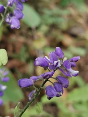 Hebecarpa caracasana