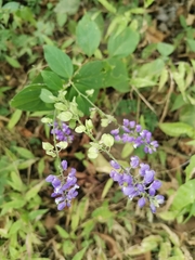 Hebecarpa caracasana