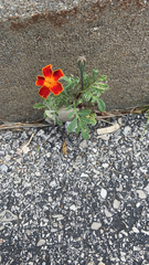 Tagetes lunulata