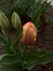 Tulipa