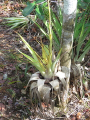 Tillandsia adpressiflora