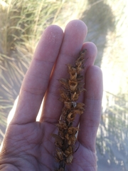 Orobanche densiflora