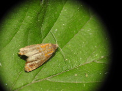 Olethreutes arcuella