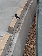 Molothrus bonariensis