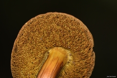 Xerocomellus armeniacus