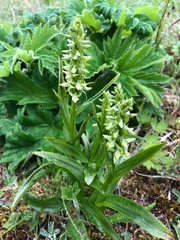 Platanthera convallariifolia