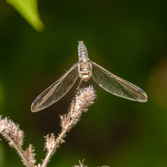 Orthetrum cancellatum
