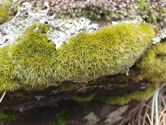 Grimmia decipiens