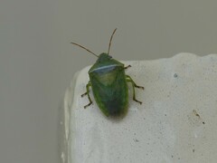 Pentatomidae