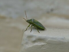 Pentatomidae