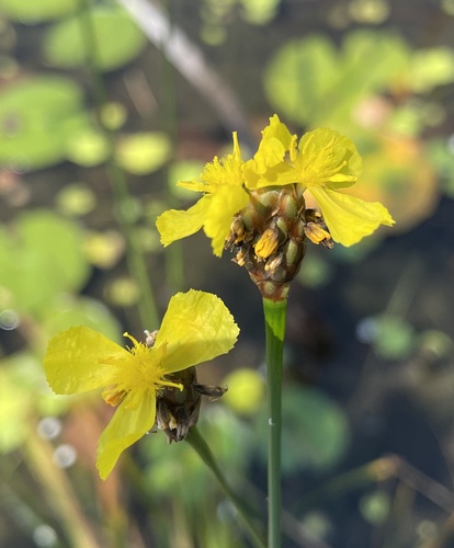 St. Marks yelloweyed grass (Xyris panacea)