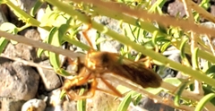 Polistes flavus