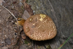 Xerocomellus armeniacus